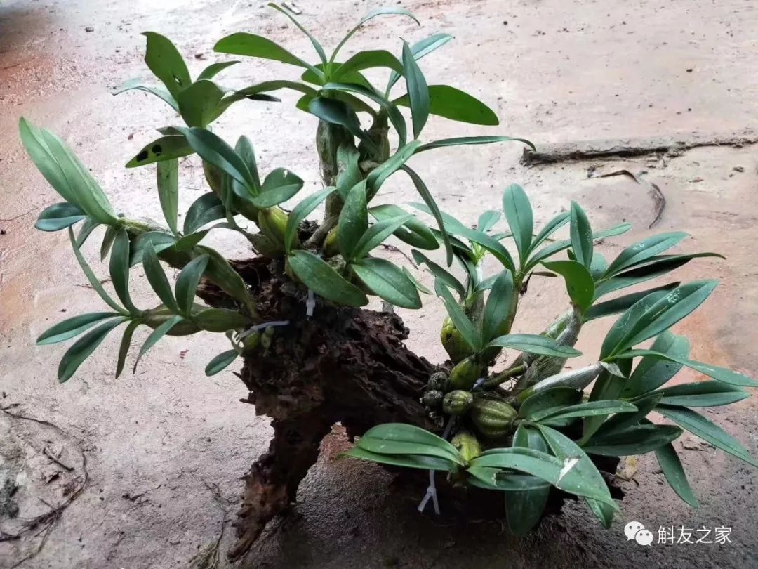 石斛兰烂根全部腐烂怎么办,石斛兰花烂根要怎么挽救