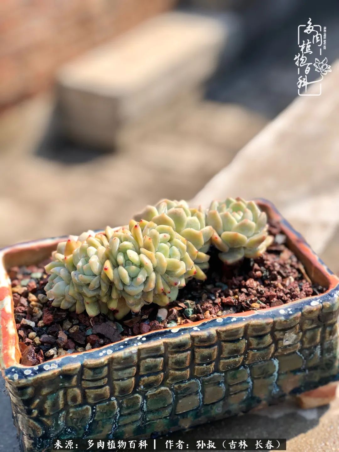 与多肉一起成长,与多肉相伴