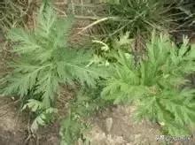 荒漠发现的生物,新疆戈壁滩常见低矮植物