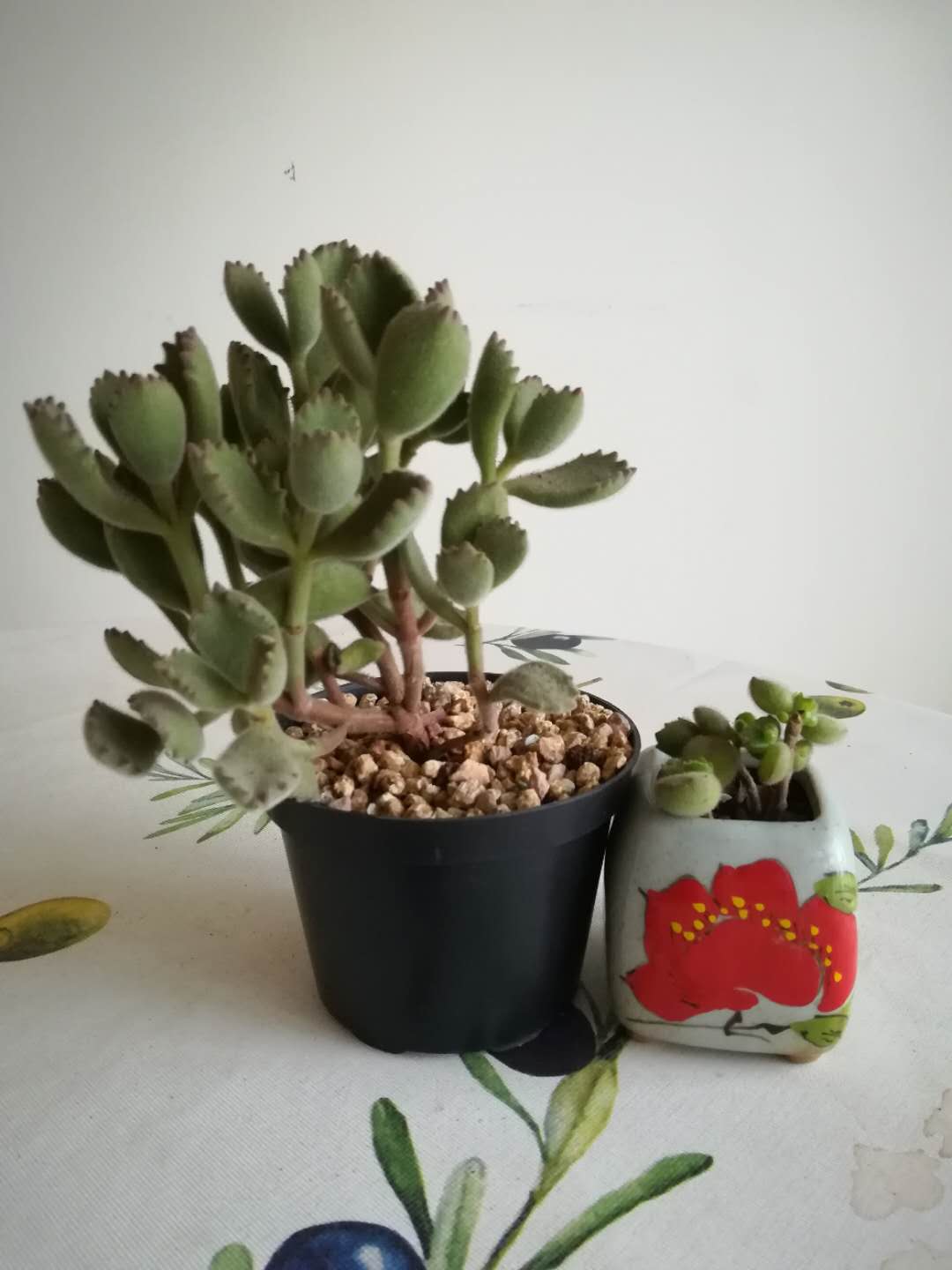 韩版杂交多肉,韩版多肉什么意思