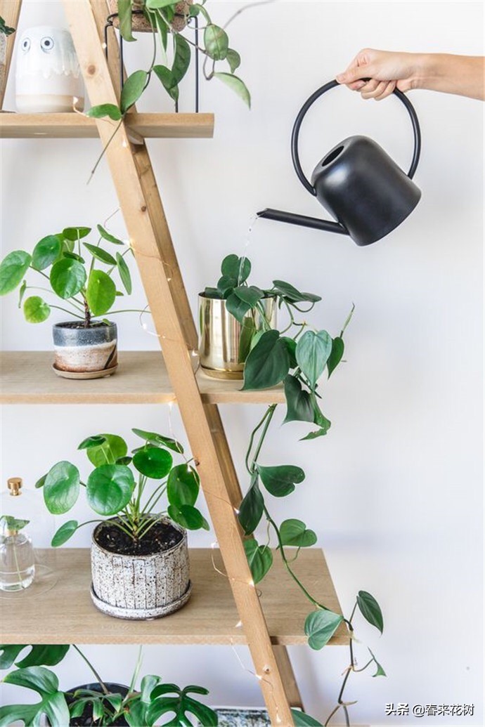 出差旅行又担心花草没浇水干死？学会三招，出去多久都不用担心