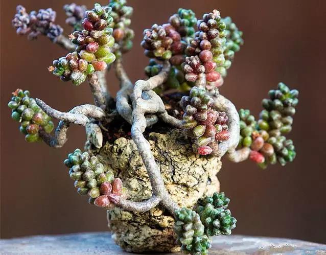 多肉大师手绘花盆,多肉顶级玩家