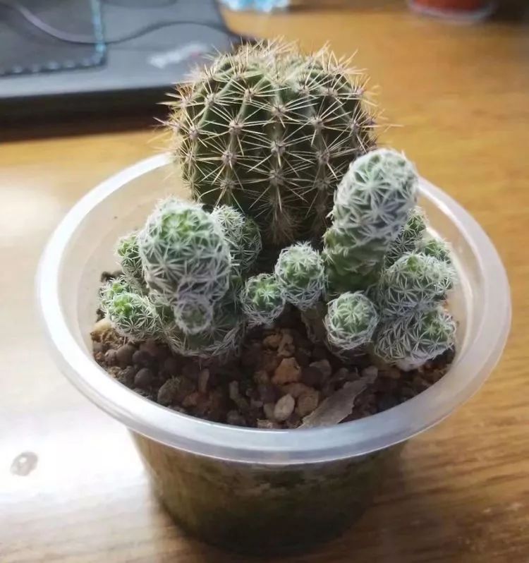 大四老学姐的寝室生活,养肉路上的真实感受