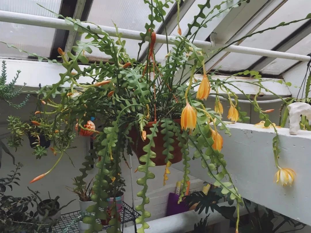 蟹爪兰假昙花仙人指花期如何,蟹爪兰仙人掌假昙花哪个长势旺