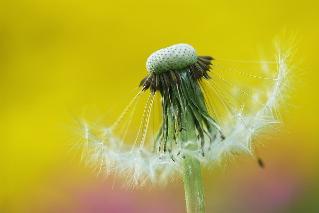 种植药材真能赚大钱，找项目的看过来，这样品种总有一个适合你