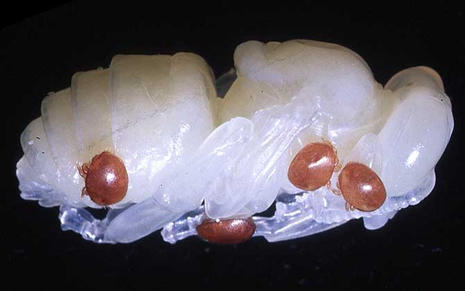 蜂蛹有什么价值,蜂蛹有什么营养价值和功效