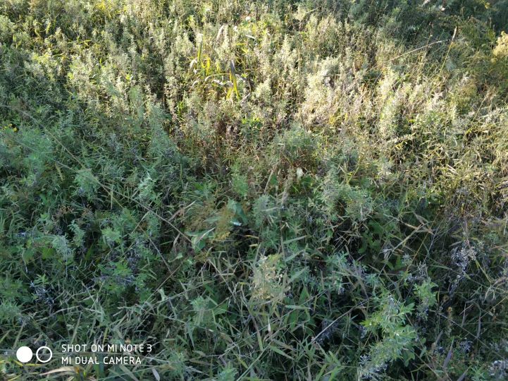 大连长兴岛长城,大连长城4s店