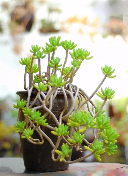 多肉老桩速成法根本用不了三五年,多肉怎么养成老桩小技巧