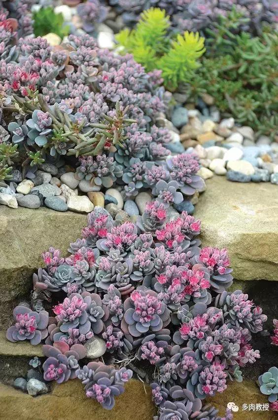 多肉发黄变软的叶子应怎么处理,多肉叶子发软发黄是什么原因呢