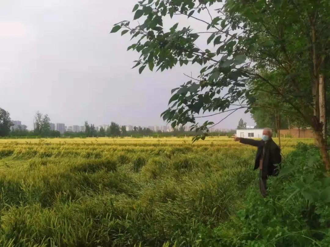 小麦扬花期倒伏能补救吗,河南省小麦倒伏最新消息