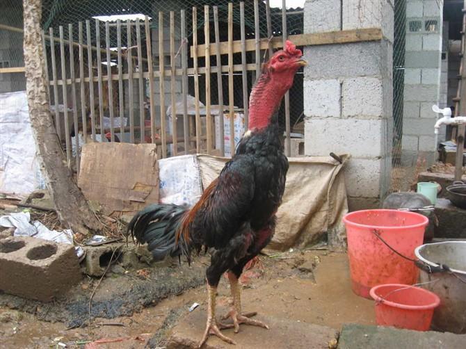 斗鸡的饲养管理制度,斗鸡正确饲养方法