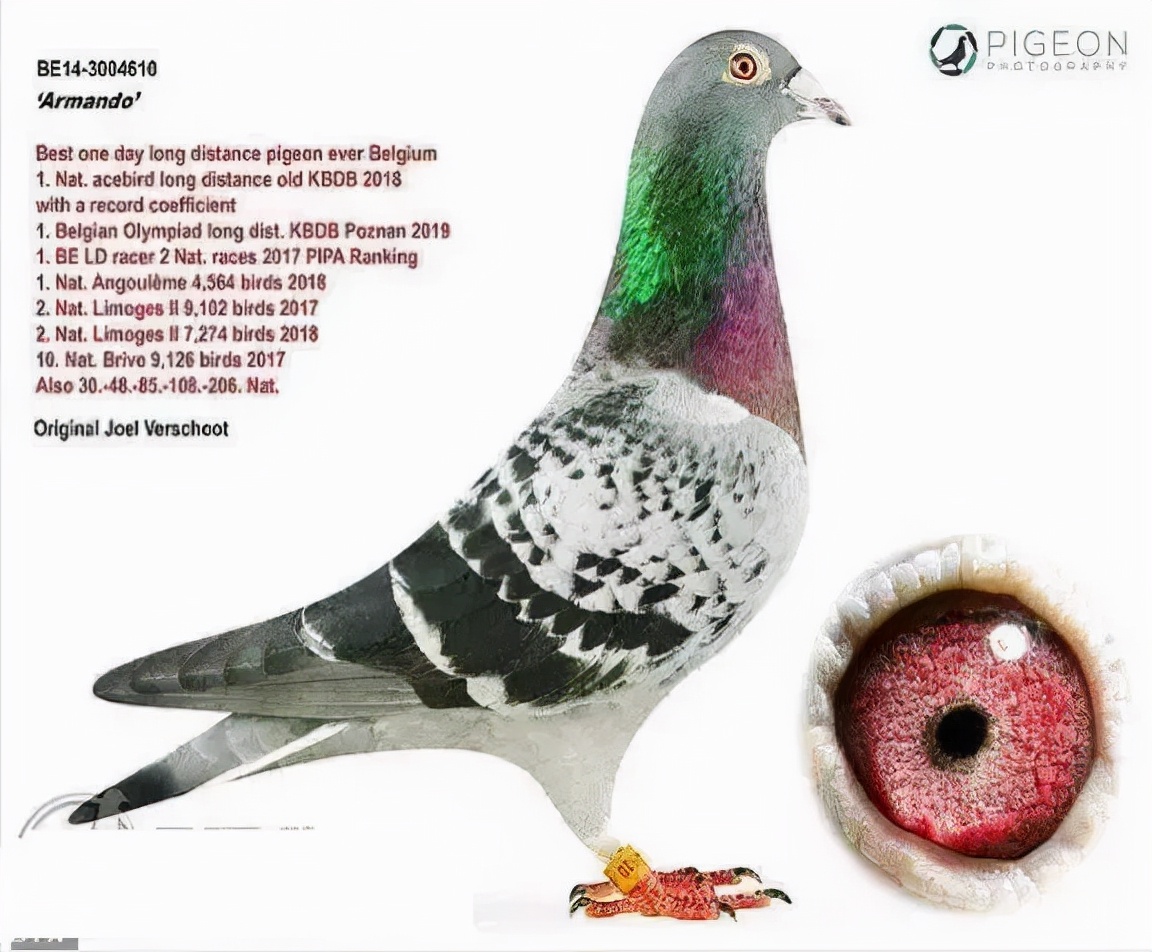 中国最贵的赛鸽前十名,最贵的一羽赛鸽