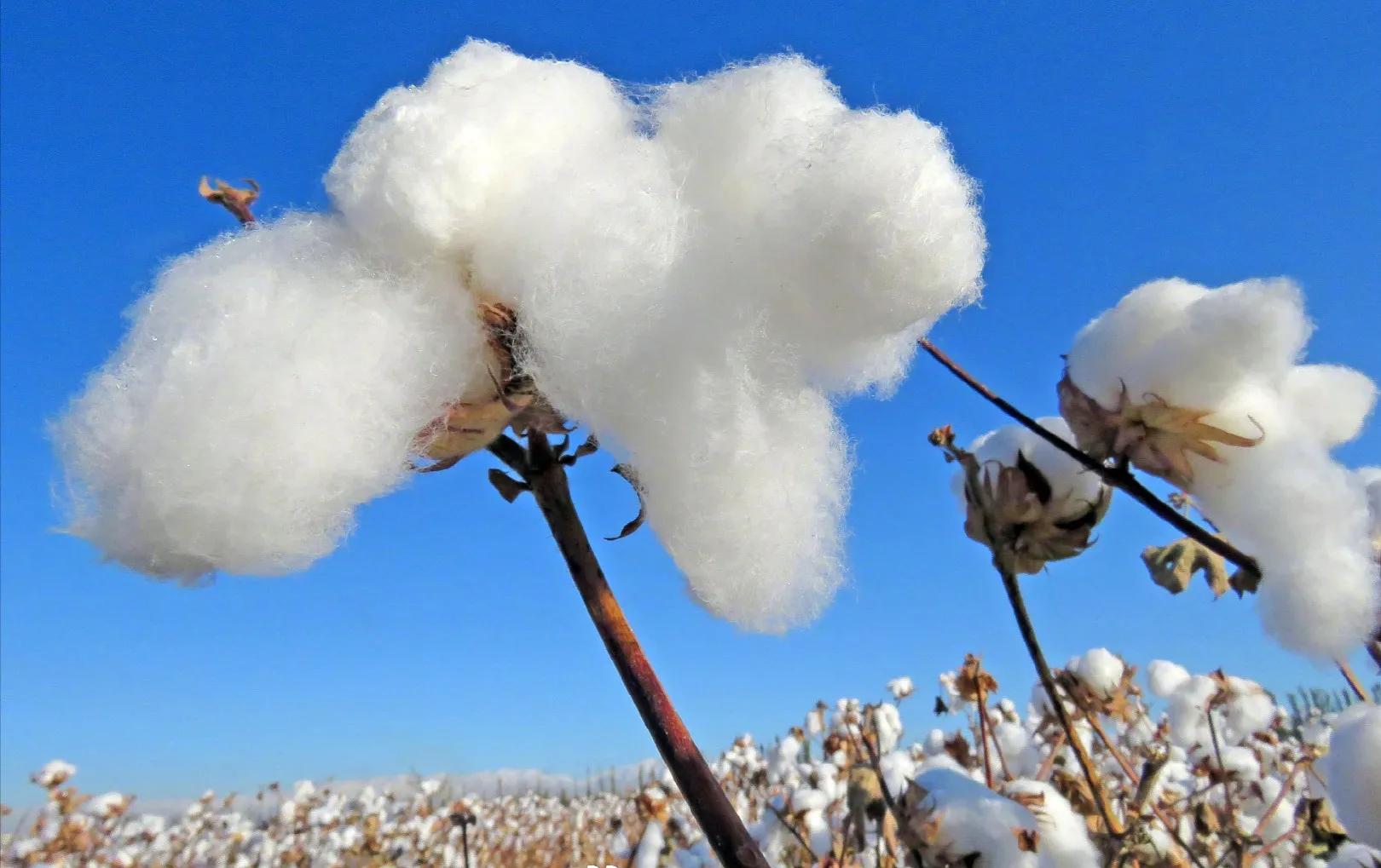 hm事件明星终止合作的影响,hm事件艺人解约