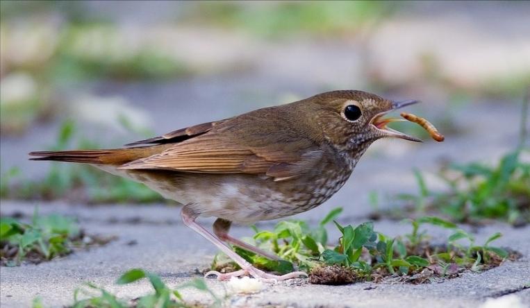 东江揽胜,惠州淡水常见鸟类图谱