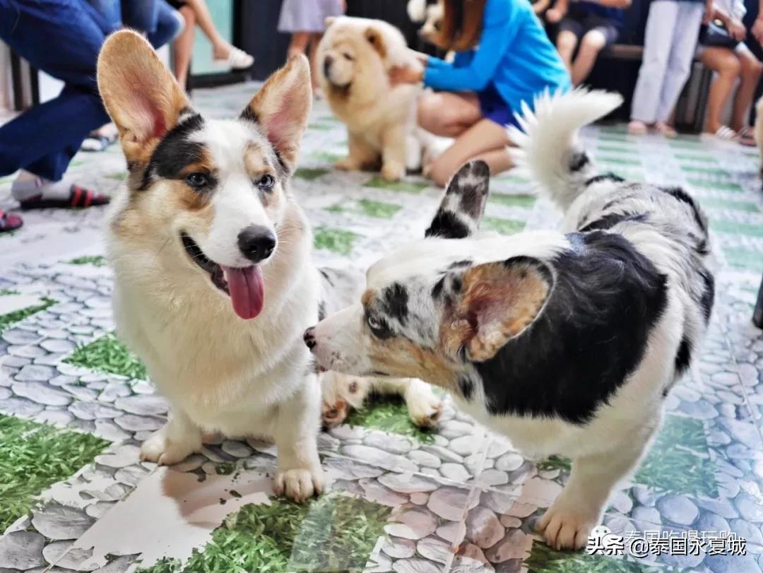 曼谷BigDogCafe|想把每一只狗狗偷偷打包带回家！