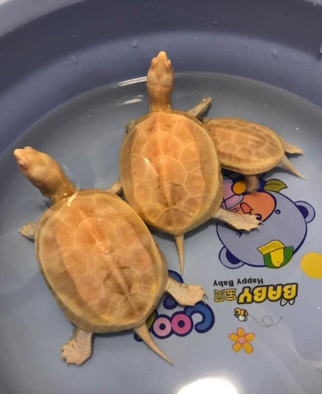 养龟周围灰尘多对乌龟有影响吗,养鱼盐乌龟能用吗