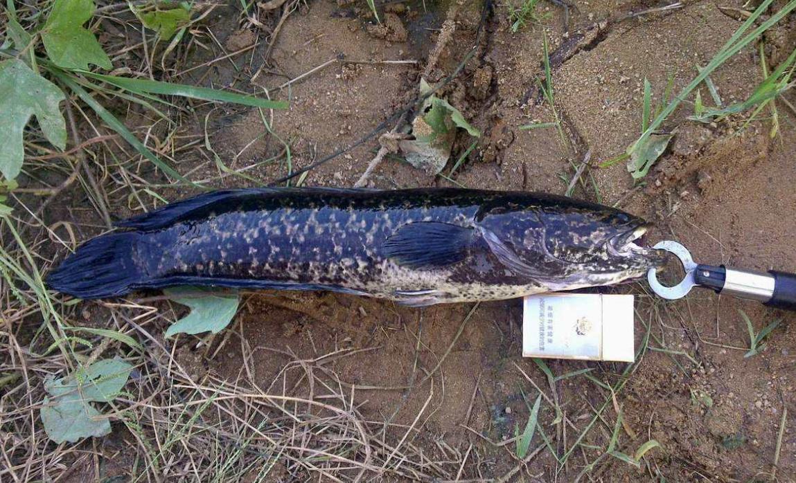 渔乐江湖之寻找黑鱼猎黑之旅打黑装备以及技巧