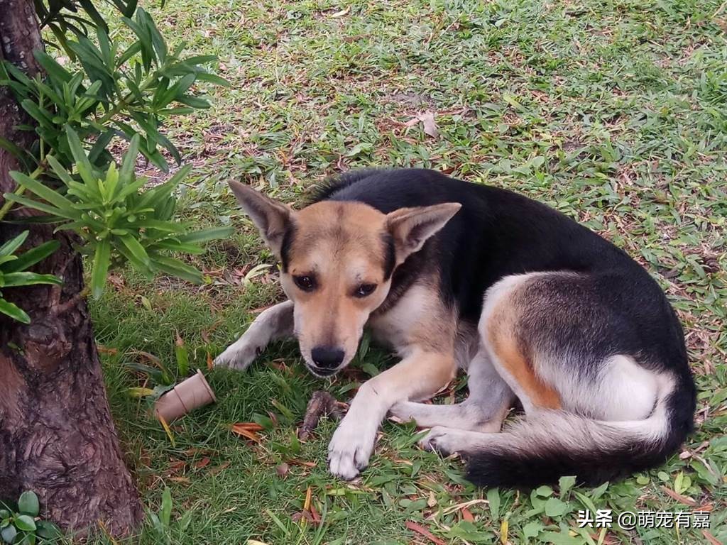 先天性心脏病狗狗的关注事项,心脏病的狗狗吃什么药