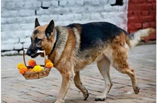 “德国牧羊犬”到底有多优秀？看完这5点你就知道了
