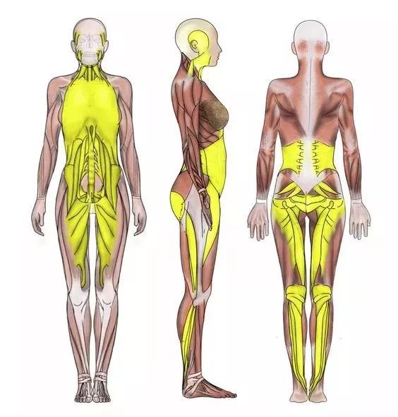 瑜伽拉伸不是拉韧带，韧带拉伤后果很严重