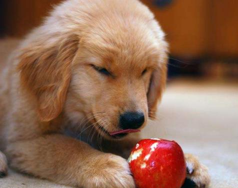 这五种水果有毒你吃了吗,这5种人要慎重吃香蕉