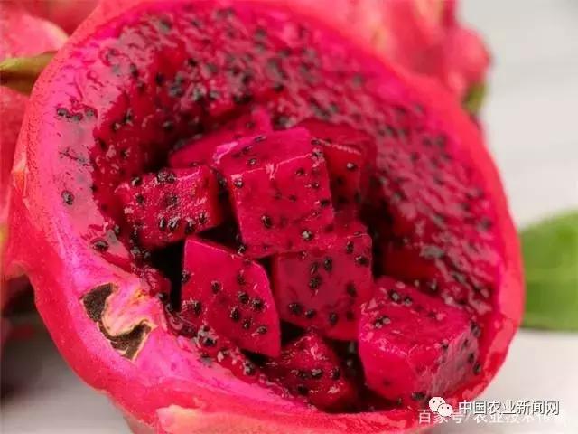 火龙果冬季浇水的正确方法,火龙果冬季修剪的正确方法