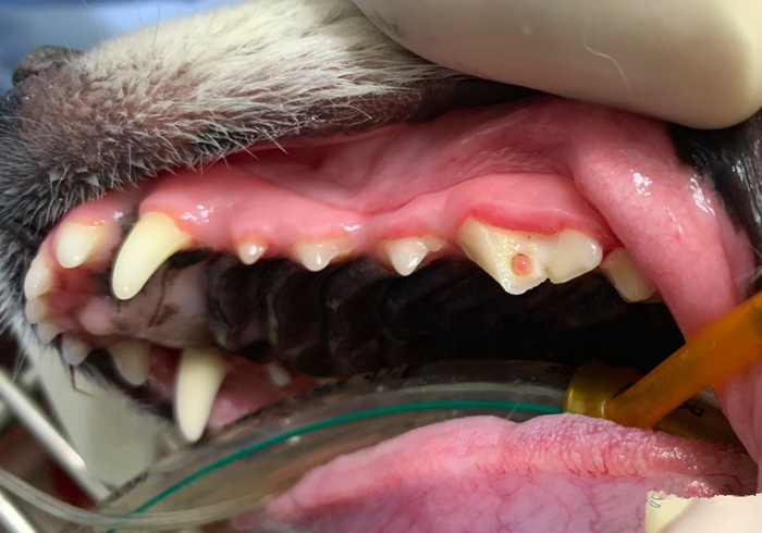 狗狗蛀牙看似轻微却暗藏隐患！鼻窦炎、脑膜炎等问题不容小视