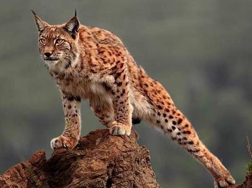 四大仙的民间故事,四大神话四大民间传说