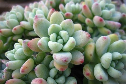 想要养好花几招教会你,劳尔怎么养出果冻色