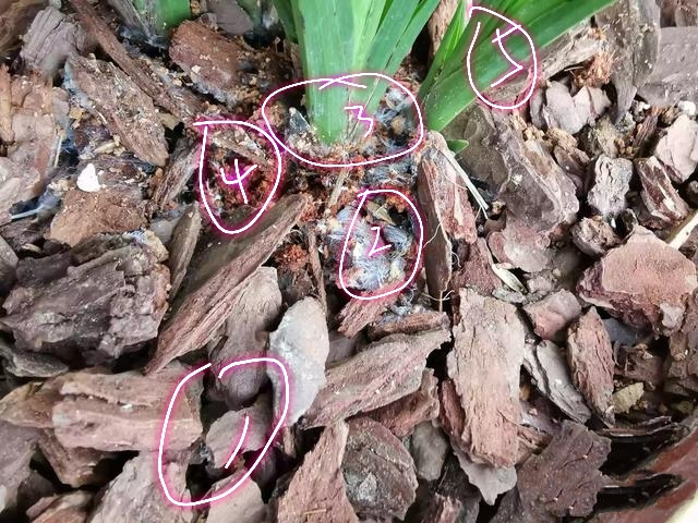 兰花根部长白毛是什么原因,兰花黑根病