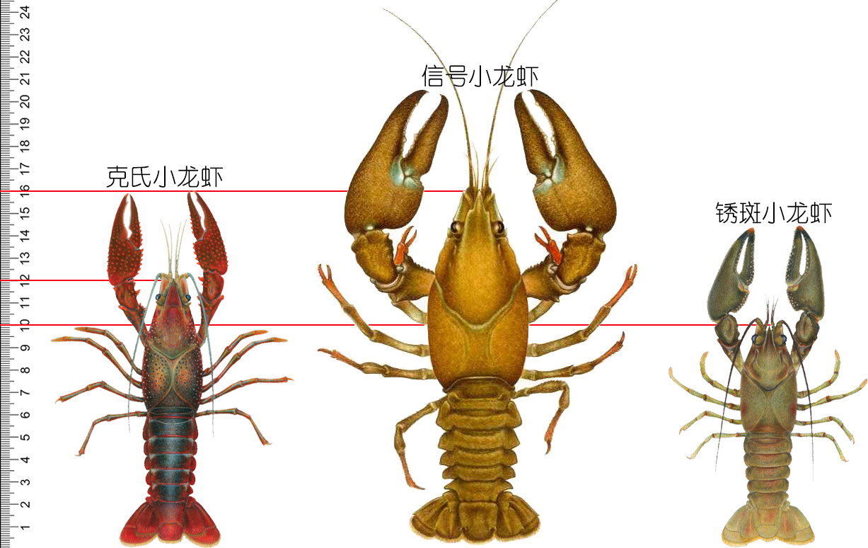 食物扫盲认识小龙虾,餐桌上的动物以及分类