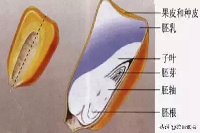 初中生物会考复习计划,初中生物会考复习资料全套