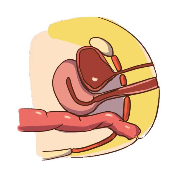 盆底肌有多重要这3点你应该知道,了解脏器功能