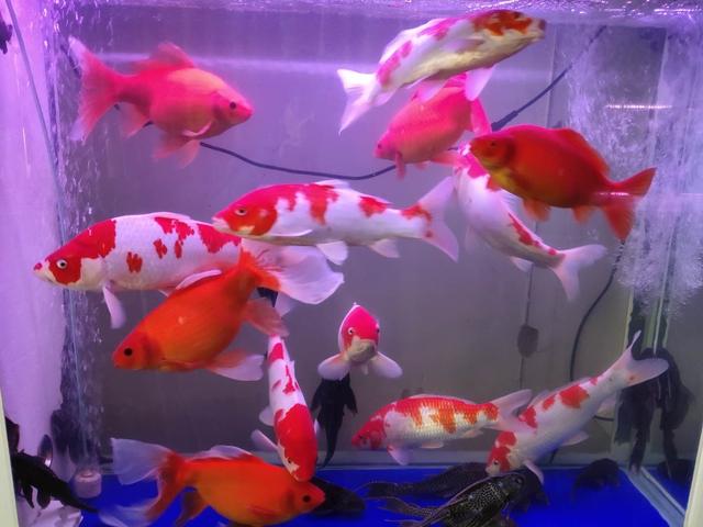 家庭饲养观赏鱼的几个关注事项,第一次养观赏鱼关注事项