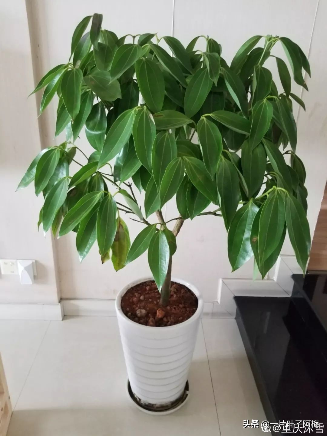 5个植物最招财,能开花又好养的植物又有寓意