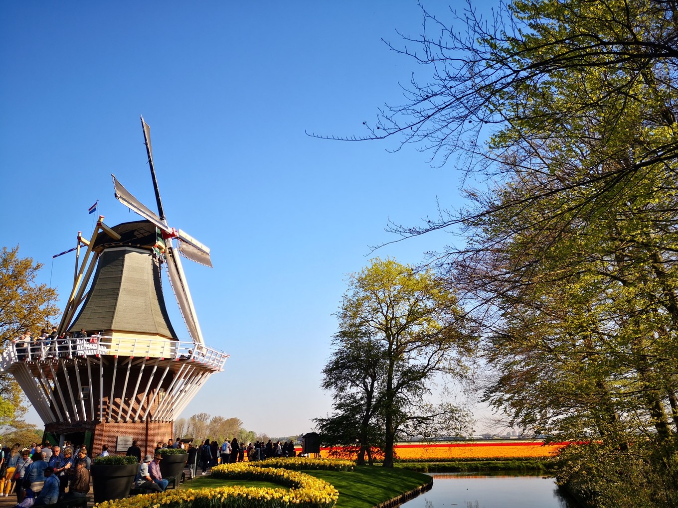 荷兰郁金香一日游攻略,荷兰郁金香旅游