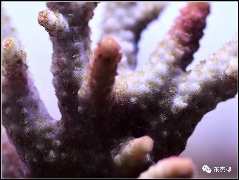 硬骨虫害,硬骨扁虫怎么消灭