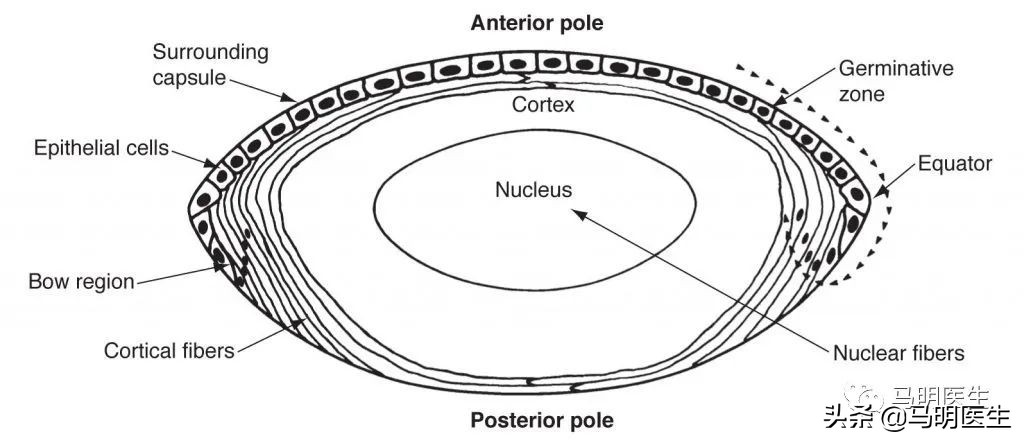 眼光学训练法,眼光学是什么