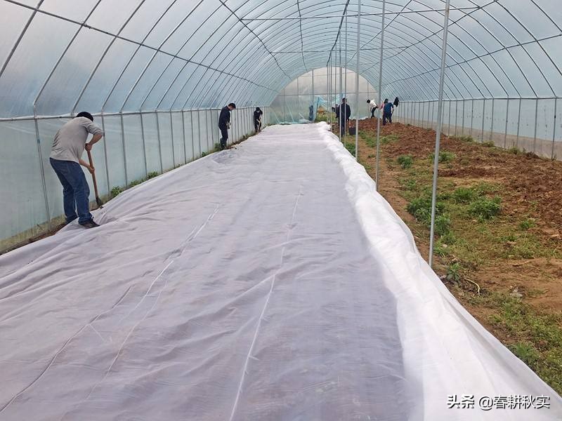 南瓜根腐病和枯萎病怎么区分,南瓜病虫害该撒什么药