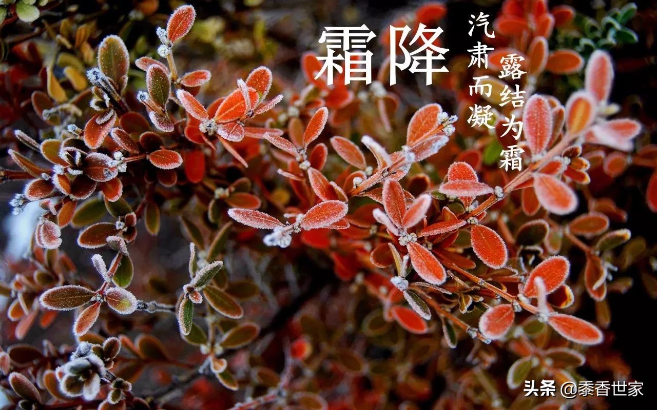 黍香世家红枣桂圆枸杞茶，霜降来啦