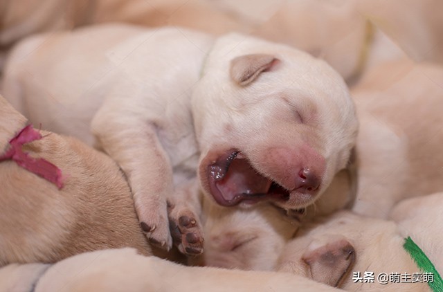 拉布拉多产后怎么护理拉布拉多产后易患的疾病你需要关注