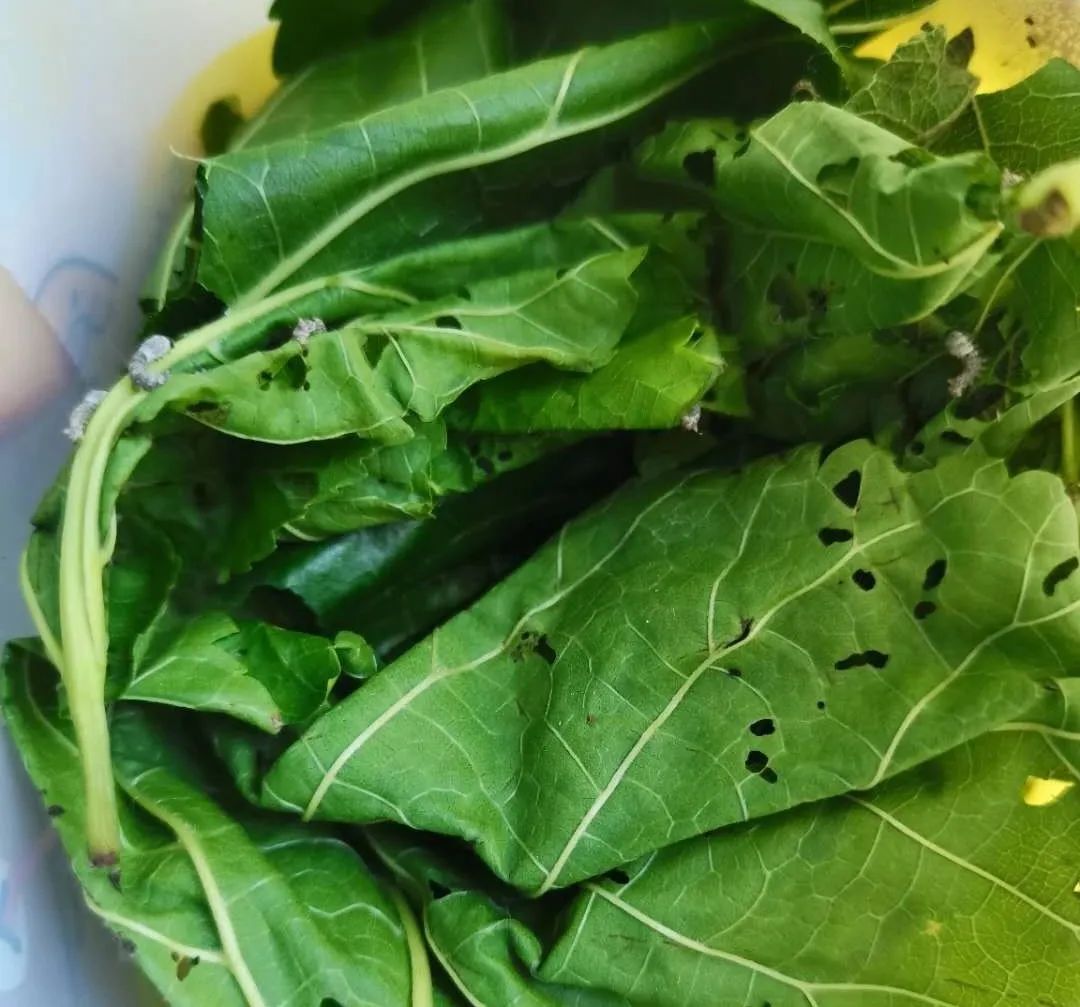 闲来无事养几条金鱼,闲来无事养两棵植物