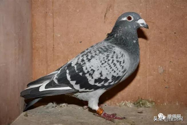 kbdb鸽王名单,比利时kbdb短距离鸽王有奖金吗