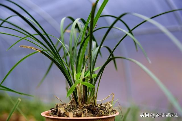 兰花叶片发黄是什么原因造成的,兰花黄叶的原因及改善方法