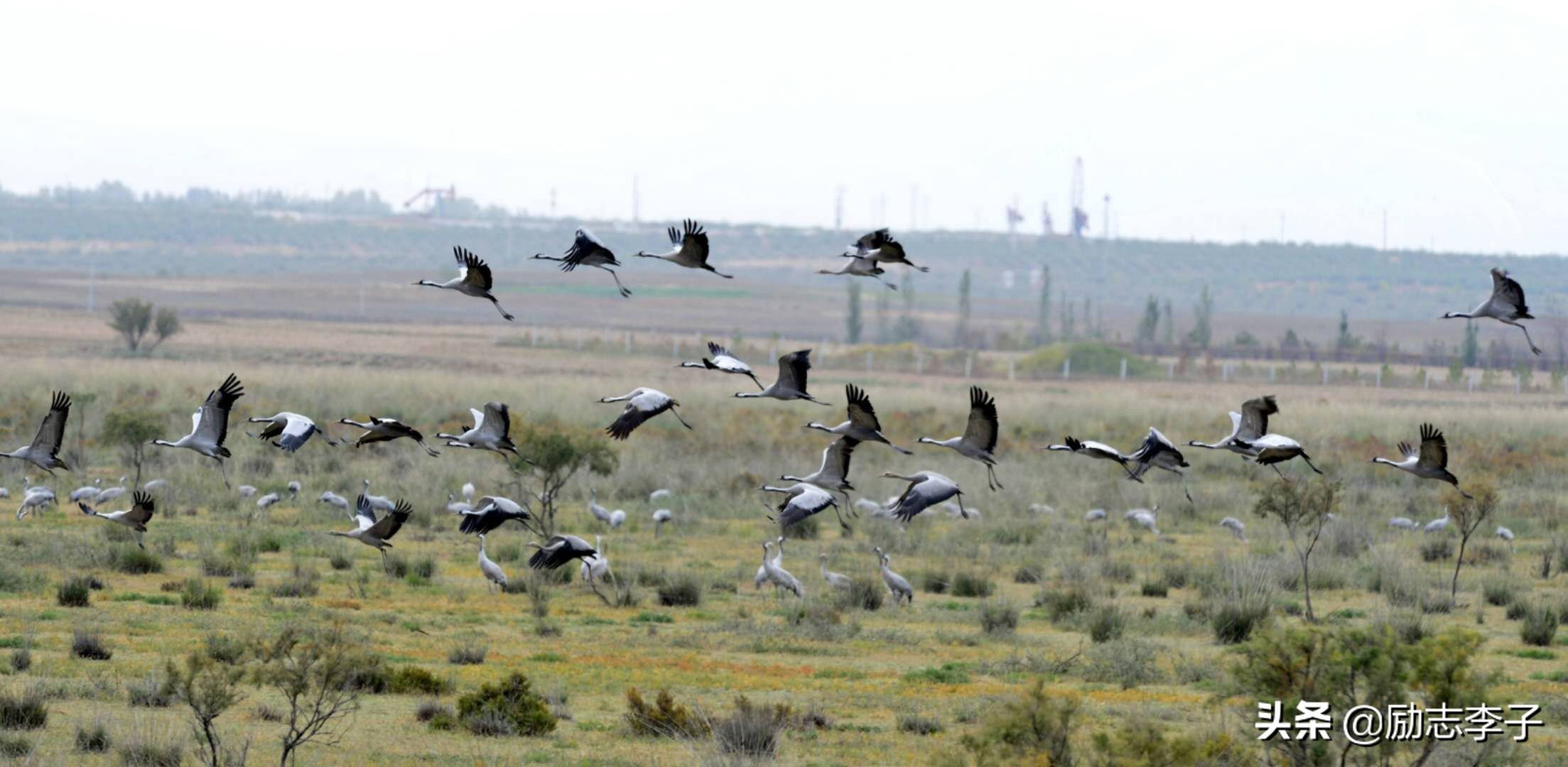 宁夏候鸟,候鸟监测简报