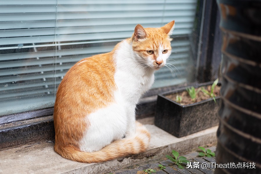 佳能eosr转接环支持哪些ef镜头,佳能eosr能用ef镜头吗