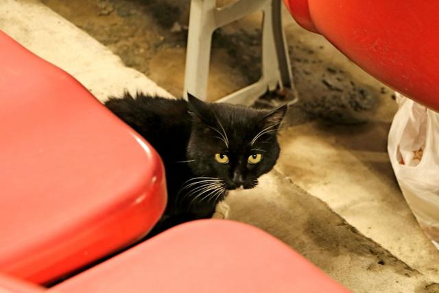 岂曰无衣，与子同袍——亲临工体感受北京国安的“魔鬼主场”