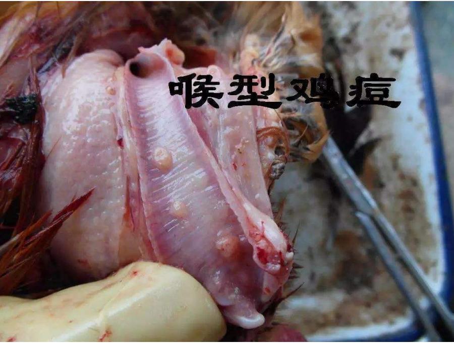 鸡痘怎么治鸡长鸡痘怎么办，轻松治疗鸡痘