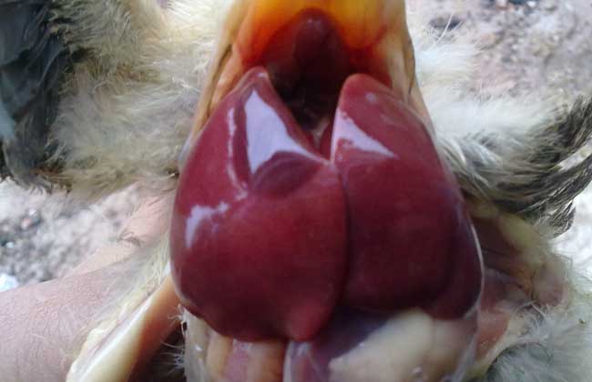 肉鸡腹水是什么症状,肉鸡腹水发生过程