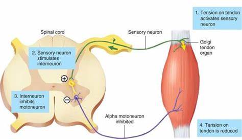 怎样拉伸才最有效,怎样拉伸才是正确方法